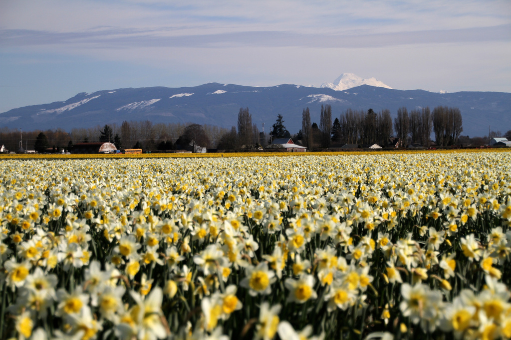 Daffodil Fields by whiteswan