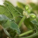 A budding geranium  by dmdfday