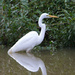 Egret by goosemanning