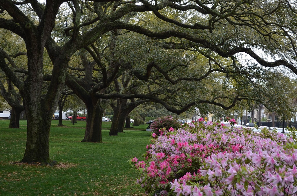 White Point Gardens at The Battery, Charleston, SC by congaree