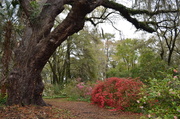 24th Mar 2013 - Charles Towne Landing State Historic Park, Charleston, SC