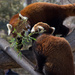 Smooching Red Pandas by kph129