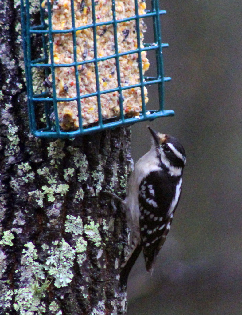 Downy Woodpecker by tara11