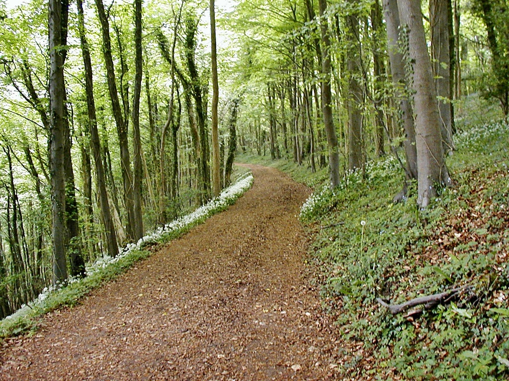 My Back Garden - Stanley Woods by ladymagpie