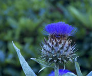 26th Feb 2013 - Flowers Dunedin 04