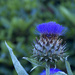 Flowers Dunedin 04 by hjbenson