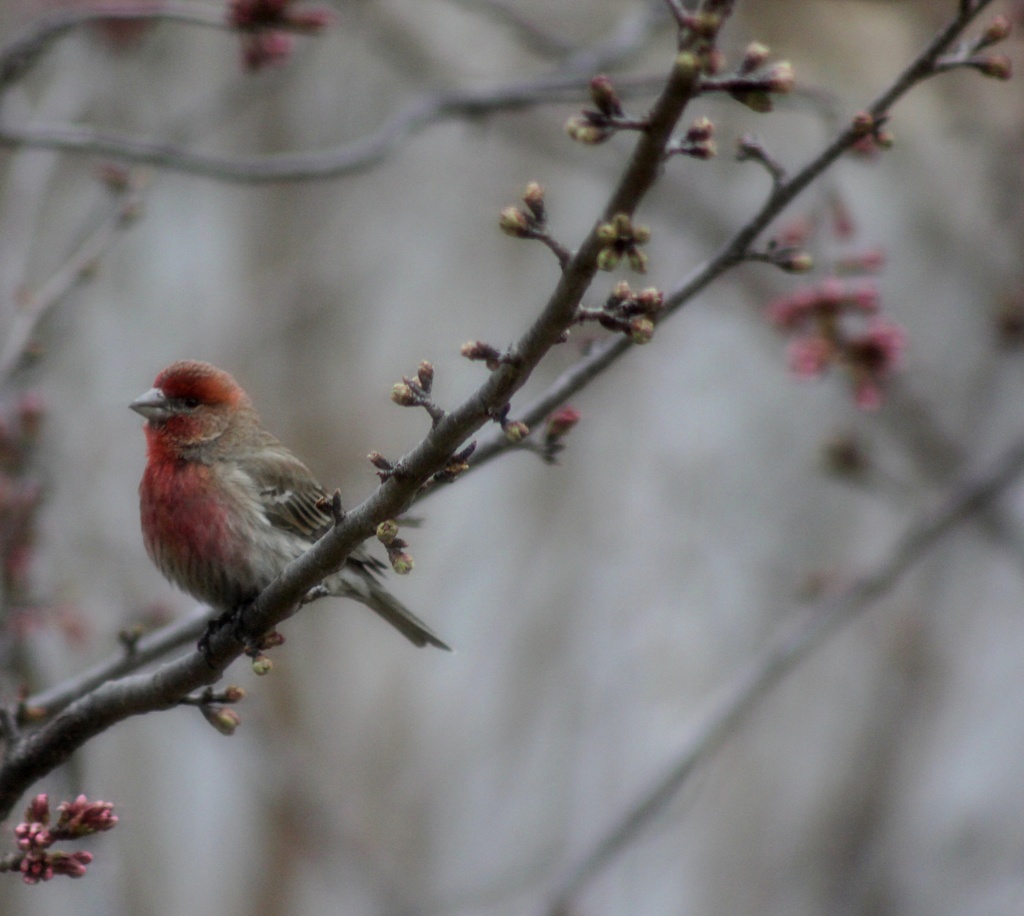 House Finch in the Cherry Tree by darylo