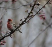 26th Mar 2013 - House Finch in the Cherry Tree
