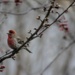 House Finch in the Cherry Tree by darylo