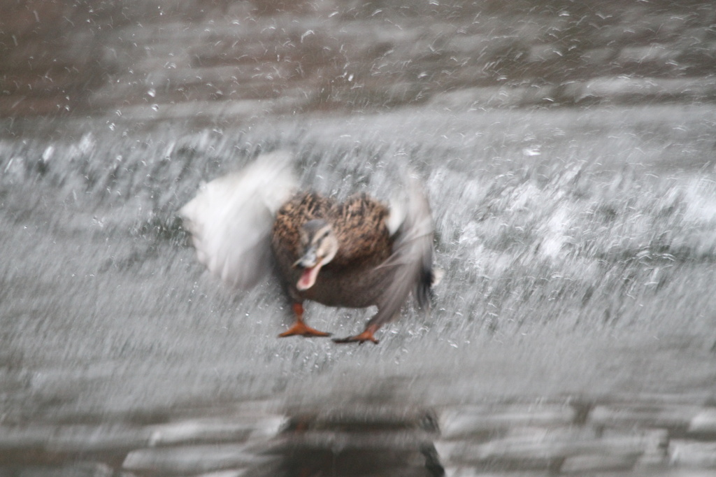 Duck incoming duck by padlock