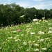 Field of Wild Flowers by julie