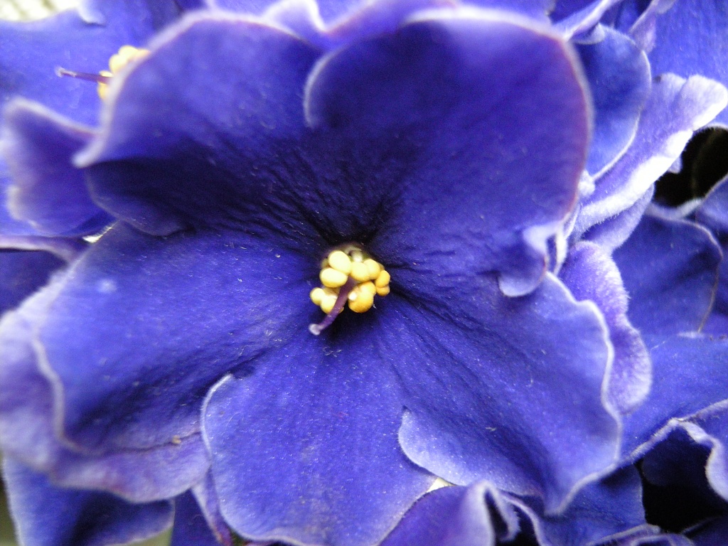 violets by pyrrhula