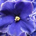 violets by pyrrhula