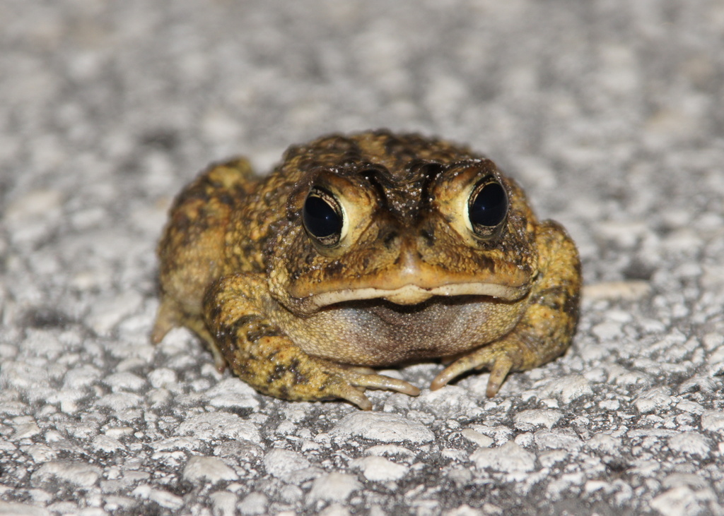 Road Toad by rob257