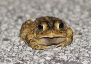 23rd Mar 2013 - Road Toad