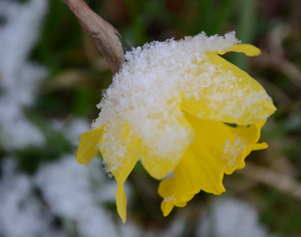 Fresh snow on daffodil  by kathyladley