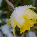 Fresh snow on daffodil  by kathyladley