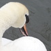 Swan - 26-3 by barrowlane