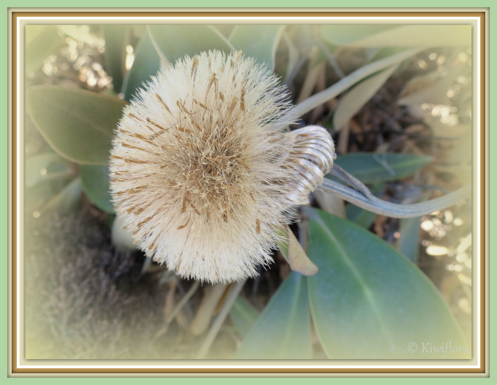 Pachystegia insignis seed head by kiwiflora