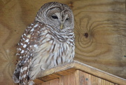 25th Mar 2013 - Sleepy owl
