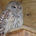 Sleepy owl by kdrinkie