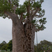 Kings Park Boab tree by winshez