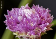 26th Mar 2013 - Chive Bloom