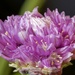 Chive Bloom by lynne5477