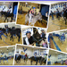 Donkey Basketball Collage by marilyn
