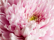 22nd Mar 2013 - 27th March - Chrysanthemum