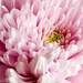 27th March - Chrysanthemum by pamknowler