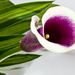 27th March - Calla Lilly by pamknowler