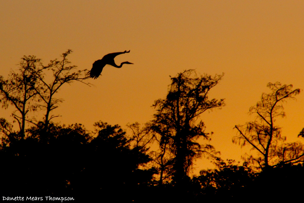 Heron at sunset by danette