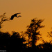 Heron at sunset by danette
