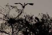 27th Mar 2013 - Heron nest