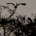 Heron nest by danette