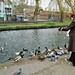 lady feeding the ducks - what orange legs they have! by quietpurplehaze