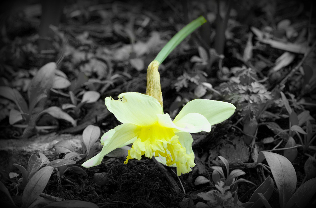daffodil  by tracybeautychick