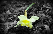 27th Mar 2013 - daffodil 