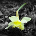 daffodil  by tracybeautychick