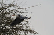 27th Mar 2013 - Heron on its way back to its nest
