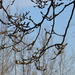 Branches by nicoleterheide