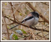 27th Mar 2013 - Long Tailed Tit