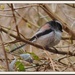 Long Tailed Tit by rosiekind