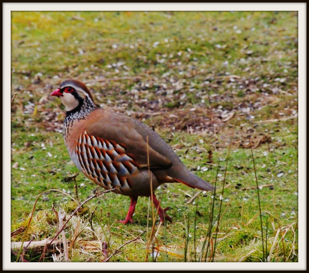 Red Legged Partridge by rosiekind