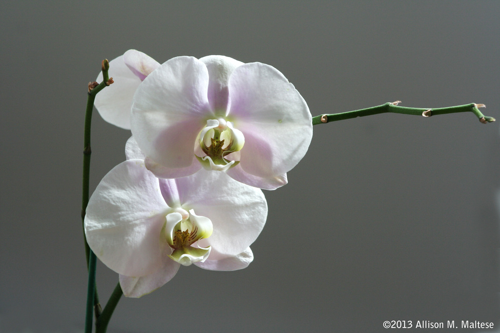 Orchid Still Life by falcon11