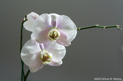 27th Mar 2013 - Orchid Still Life