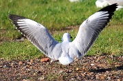 12th Aug 2010 - Seagull landing