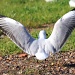 Seagull landing by eleanor