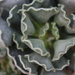 “Crinkle leaf plant” by rhoing